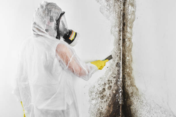 Best Residential Mold Remediation in Mcguire Af, NJ