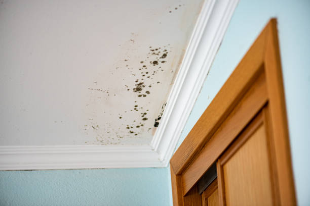 Best Crawl Space Mold Remediation in Mcguire Af, NJ