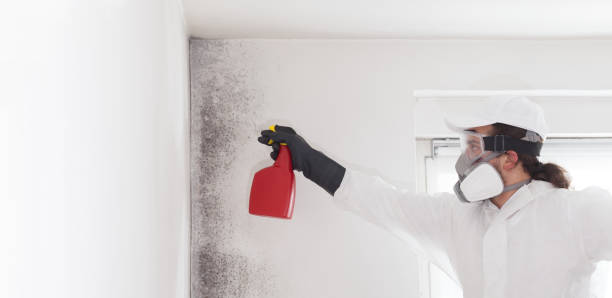 Best Basement Mold Remediation in Mcguire Af, NJ