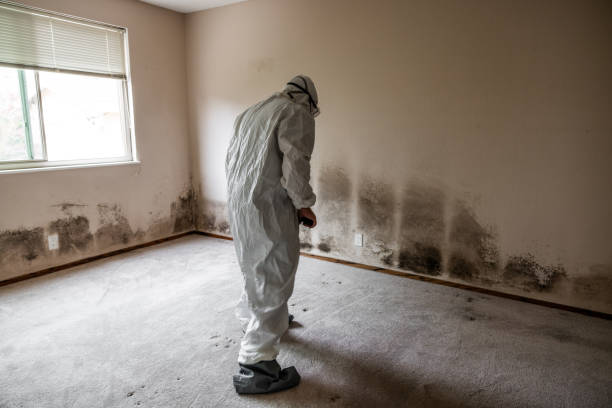 Best Preventive Mold Services in Mcguire Af, NJ