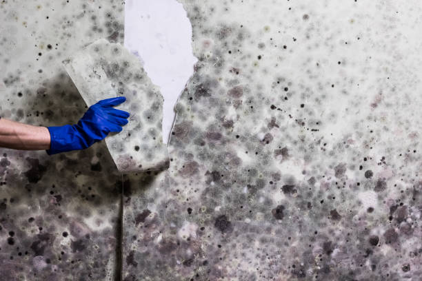 Mcguire Af, NJ Mold Remediation Company