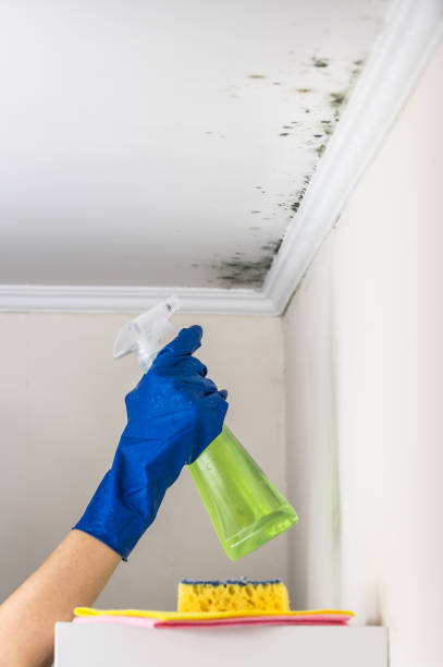 Best Insurance-Related Mold Remediation in Mcguire Af, NJ
